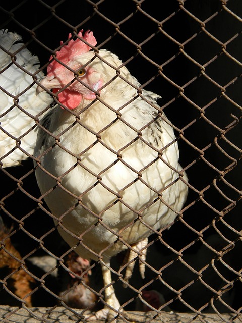 似的策略 似的策略