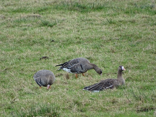 造星摇篮 造星摇篮